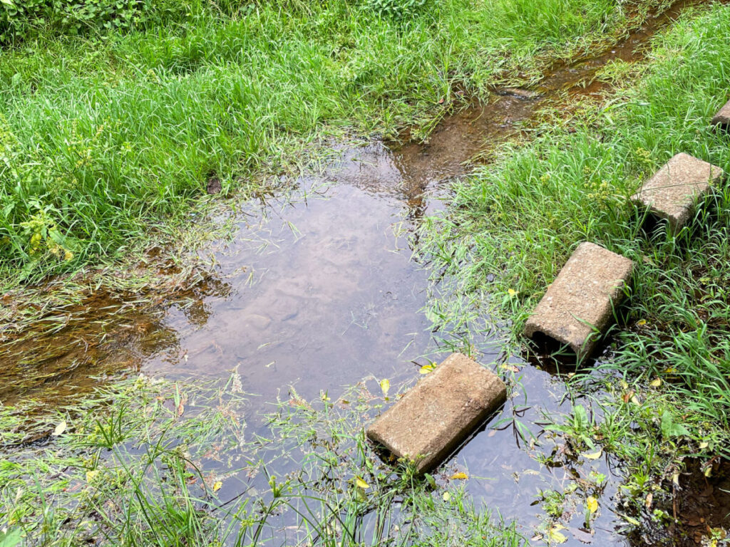 2023/0621a 白山公園の湧水