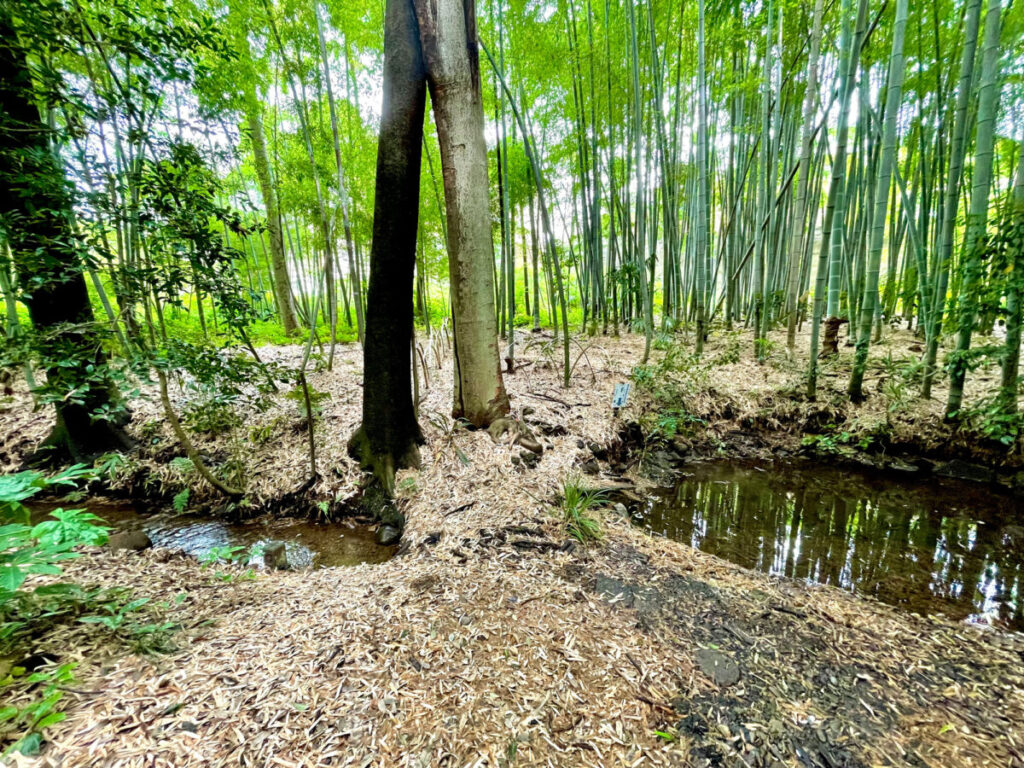 2023/0610d 南沢湧水(竹林)