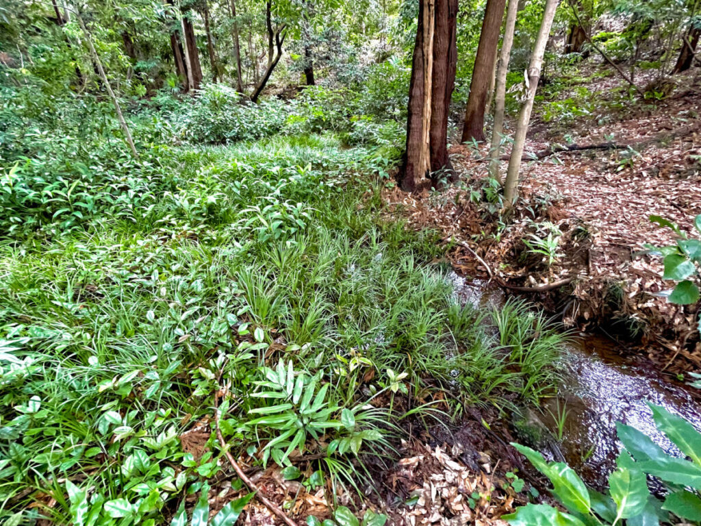 2023/0610d 南沢湧水(樹林)