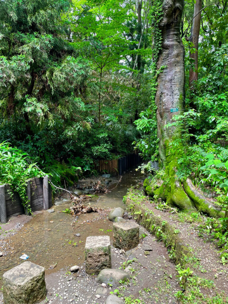 2023/0603d 柳窪天神社(湧出初日)